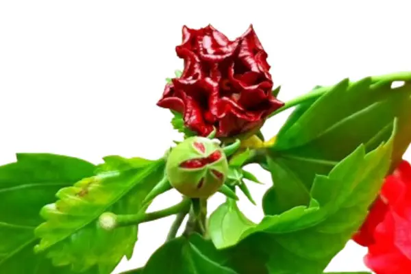 kırmızı amber çiçeği beyaz arkaplanda izole edildi