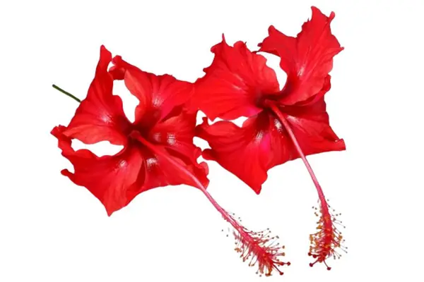 kırmızı amber çiçeği beyaz arkaplanda izole edildi