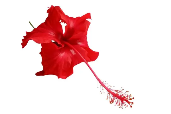 kırmızı amber çiçeği beyaz arkaplanda izole edildi