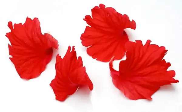 Beyaz arkaplanda izole edilmiş Hibiscus çiçek yaprakları