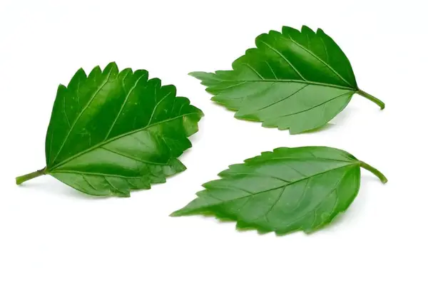 Beyaz arka plan üzerinde izole gülhatmi yaprak