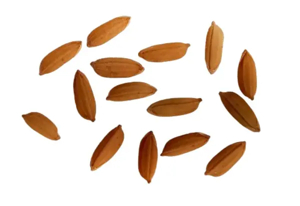 Beyaz arkaplanda izole edilmiş pirinç tohumları