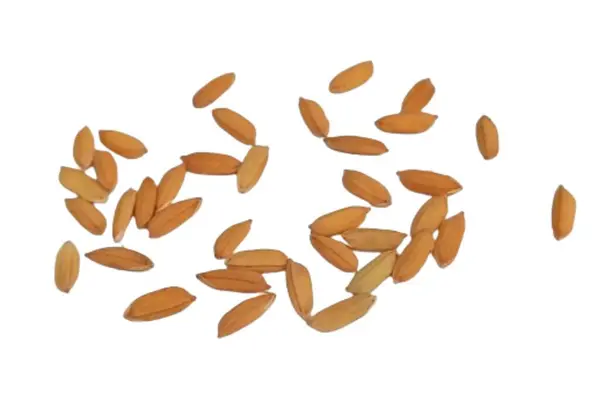 Beyaz arkaplanda izole edilmiş pirinç tohumları