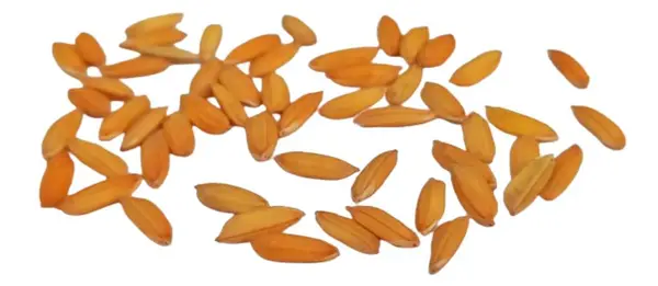 Beyaz arkaplanda izole edilmiş pirinç tohumları