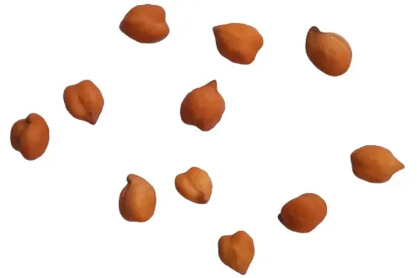 Beyaz arkaplanda izole edilmiş nohutlar