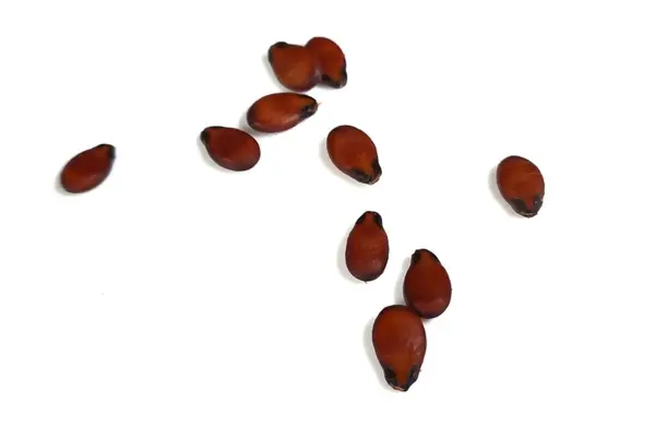 Beyaz arkaplanda izole edilmiş karpuz tohumları