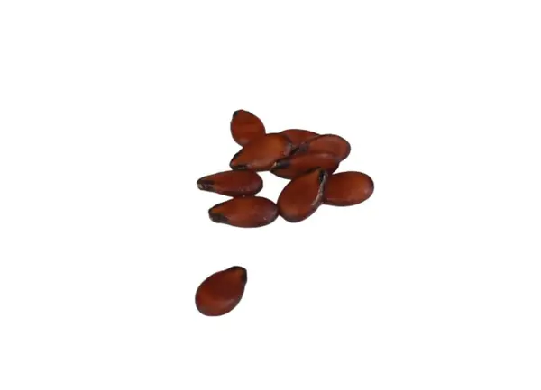 Beyaz arkaplanda izole edilmiş karpuz tohumları