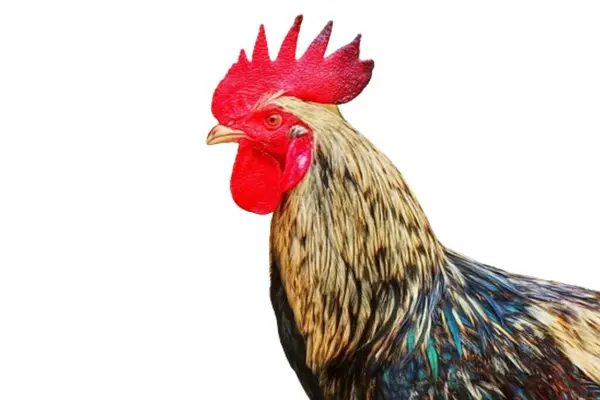 Horoz kafası beyaz arkaplanda izole edildi