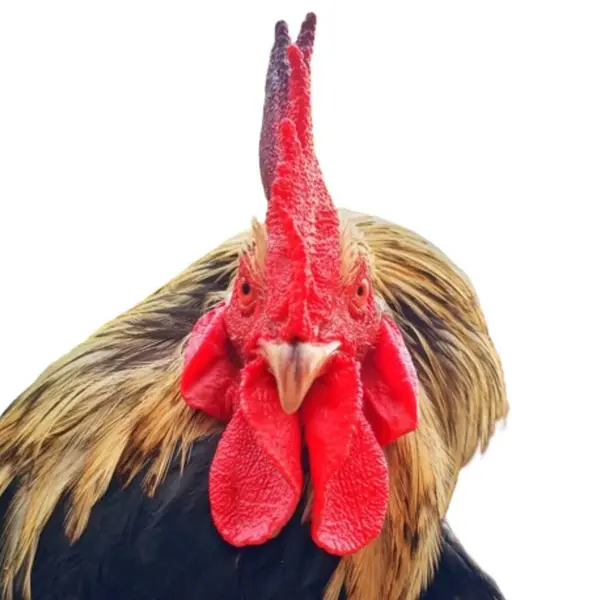 Horoz kafası beyaz arkaplanda izole edildi