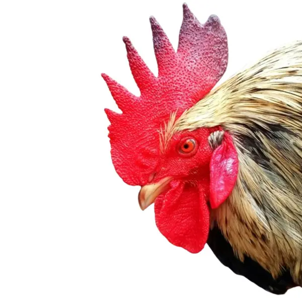 Horoz kafası beyaz arkaplanda izole edildi