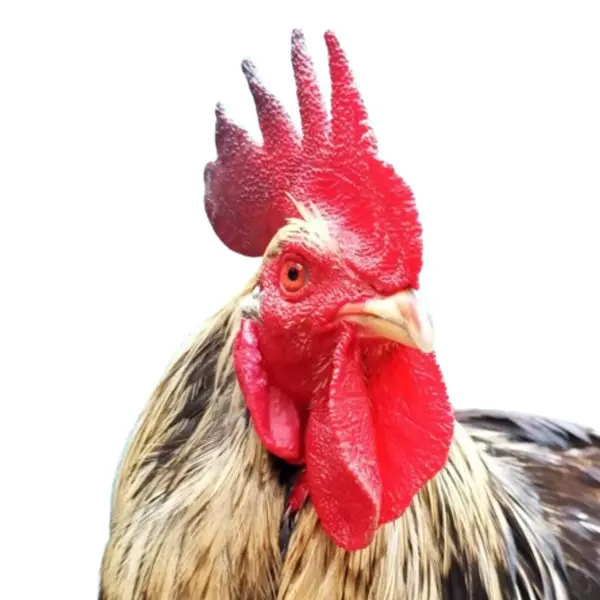 Horoz kafası beyaz arkaplanda izole edildi