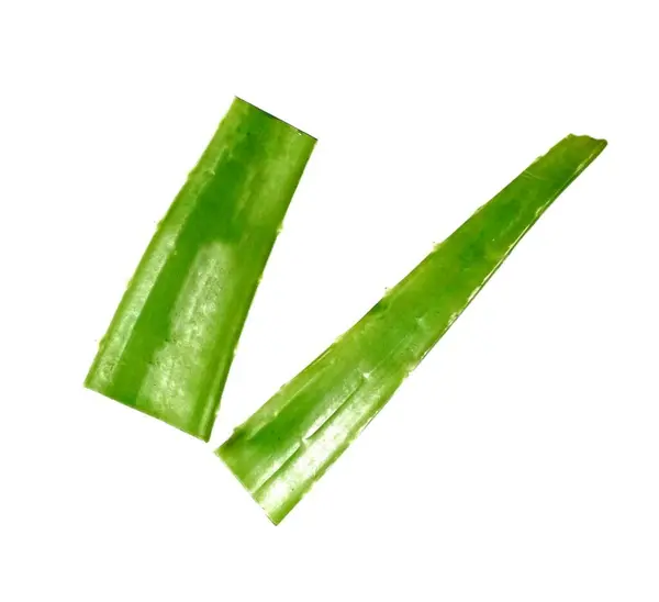 aloe vera beyaz arkaplanda izole