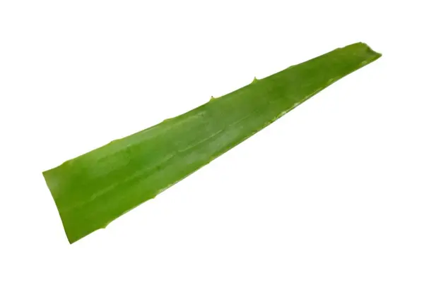 aloe vera beyaz arkaplanda izole
