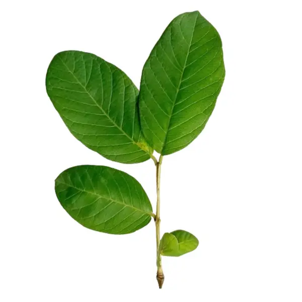 Guava beyaz arkaplanda izole bırakılır