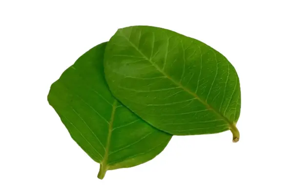 Guava beyaz arkaplanda izole bırakılır