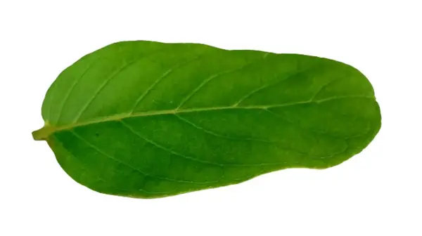 Guava beyaz arkaplanda izole bırakılır