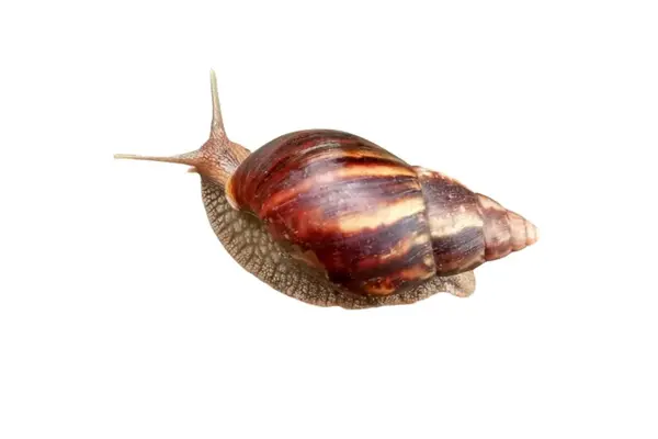 stock image Achatina fulica snail isolated on white background