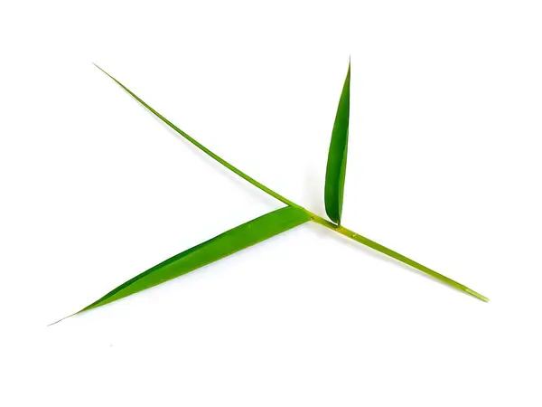 Beyaz arkaplanda izole edilmiş bambu yaprakları