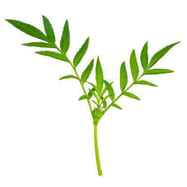 Marigold yaprağı beyaz arkaplanda izole edildi