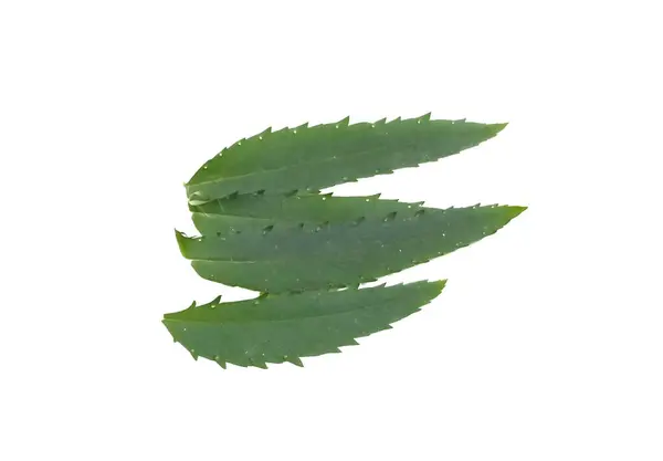 Marigold yaprağı beyaz arkaplanda izole edildi