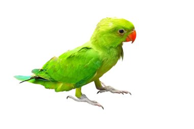 beyaz zemin üzerine yeşil papağan