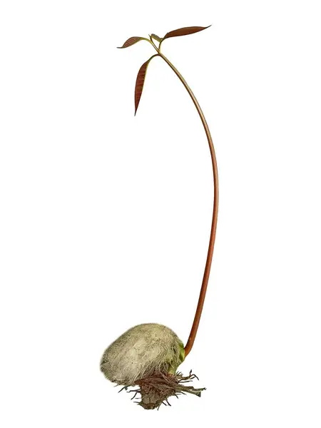 Beyaz arka planda izole edilmiş küçük mango ağacı fidanı