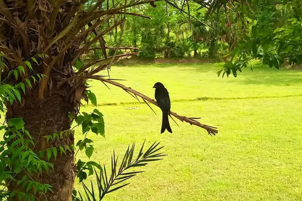 Bir Kara Drongo palmiye dalında oturur.