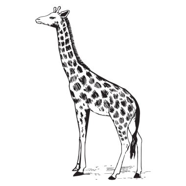 Zürafa silueti düzenlenebilir vektör çizimi