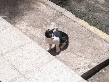 Sabahları siyah beyaz renkli kedi yavrusu oturuyor.