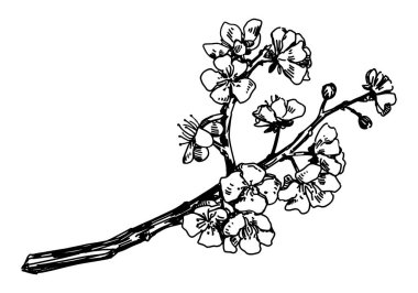 Sakura çiçek açan dal çizimi. Bahar zamanı ağaç dalları kesiliyor. El çizimi vektör çizimi beyaz arkaplanda izole edildi.
