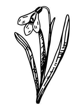 Kartopu skeci. Bahar zamanı çiçek kırpma zamanı. El çizimi vektör çizimi beyaz arkaplanda izole edildi.