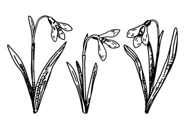 Bahar zamanı çiçek koleksiyonu. Bir dizi kardelen çizimi. El çizimi vektör çizimi beyaza izole edildi.