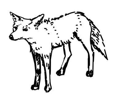 Şirin tilki çizimi. El çizimi vektör çizimi. Vahşi orman hayvanı karalaması. Tek çizim beyaza izole edilmiş. Tasarım ve dekor için element..