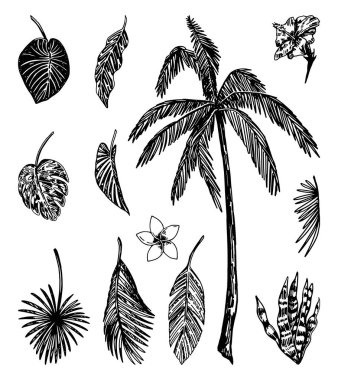 Tropik flora eskiz koleksiyonu. Egzotik yapraklar, palmiye ağaçları, çiçekler. El çizimi vektör çizimleri. Beyaz üzerine izole edilmiş tırmanışlar.