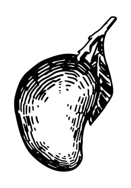 Mango meyveli skeç klipsi. Beyaza izole edilmiş taze egzotik meyve karalaması. Oyma biçiminde elle çizilmiş vektör illüstrasyonu.