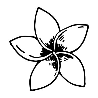 Plumeria çiçeği. Tropik karalama çizimi. El çizimi vektör botanik çizimi. İşleme stili karalama beyaza izole edildi.