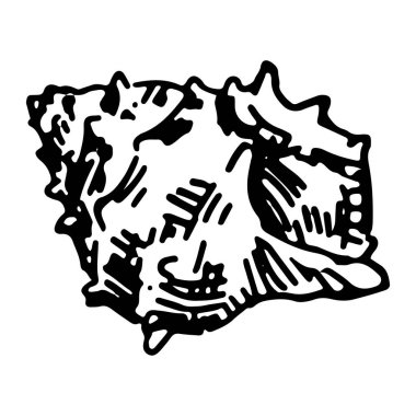 Deniz kabuğu skeç klibi. Tek karalama yumuşakça kabuğu beyaza izole edilmiş. Oyma biçiminde elle çizilmiş vektör illüstrasyonu.