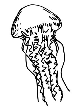 Denizanası, medusa clipart. Beyaza izole edilmiş tek bir sualtı hayvanı karalaması. Oyma biçiminde elle çizilmiş vektör illüstrasyonu.