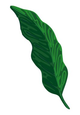 Aglaonema yaprağı klipsi. Tropik çiçek karalaması. Çizgi film vektör botanik çizimi. Çağdaş biçim çizimi beyaza izole edildi..