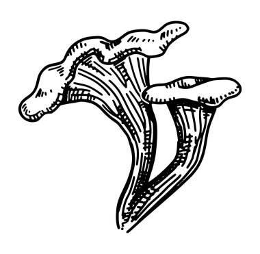 Yenilebilir mantarın ana hatları. Sonbahar orman hasadının karalamaları. El çizimi vektör çizimi beyaz arkaplanda izole edildi..