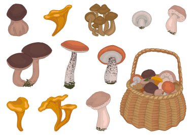 Clipart set of edible mushrooms. Doodles of autumn forest harvest. Cartoon vector illustrations collection isolated on white background..