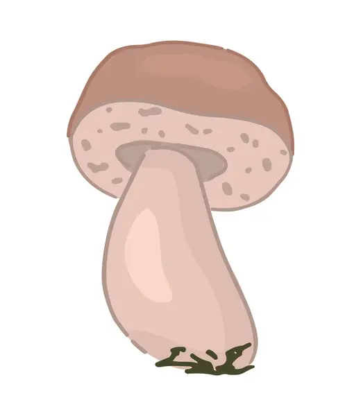 Clipart of edible mushroom Boletus edulis. Doodle of autumn forest harvest. Cartoon vector illustration isolated on white background..