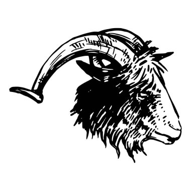 Keçi kafası skeci. Çiftlik hayvanının gerçekçi portresi. El çizimi vektör çizimi. Beyazda izole edilmiş dekor için tırman.