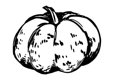 Kabak sebzesinin mürekkep çizimi. Sonbahar mevsimi hasadının el çizimi vektör çizimi. Retro outline clipart beyaz üzerinde izole.