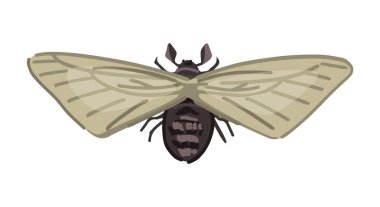 Uçan güve, böcek hayvan karalaması. Çizgi film tarzında vektör illüstrasyonu. Modern clipart beyaz üzerine izole..