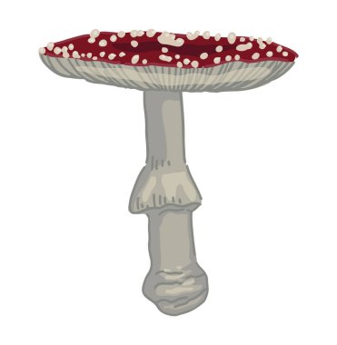 Zehirli mantar mantarı Amanita muscaria. Uçan agarik, beyaz üzerinde izole mantar zirvesi. Çizgi film tarzında renkli vektör illüstrasyonu..