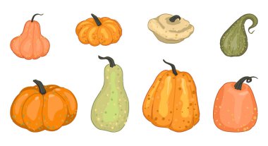 Çeşitli balkabakları, kabaklar, sebze ilikleri. Sonbahar mevsimi hasadının vektör çizimleri. Çizgi film tarzı klip sanatları beyaza izole edilmiş..