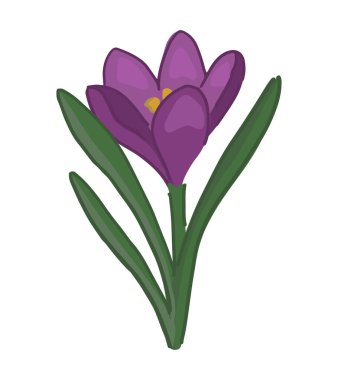 Crocus karalaması. Bahar zamanı çiçek kırpma zamanı. Çizgi film vektör çizimi beyaz arkaplanda izole edildi.