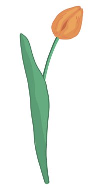 Lale karalaması. Bahar zamanı çiçek kırpma zamanı. Çizgi film vektör çizimi beyaz arkaplanda izole edildi.