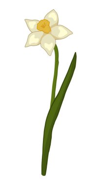 Narcissus karalaması. Bahar zamanı çiçek kırpma zamanı. Çizgi film vektör çizimi beyaz arkaplanda izole edildi.